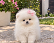 Pomerian Spitz mini bala