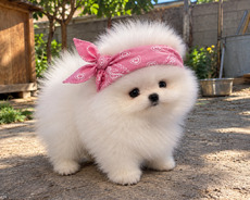 Pomerian Spitz balasi