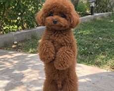 Toy pudel