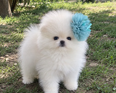 Pomerian balasi