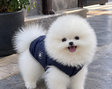 Pomerian Spitz satlir