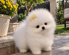 Pomerian Spitz mini