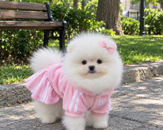 Pomerian Spitz balasi satlir mini