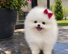 Pomerian Spitz balasi satlir mindi
