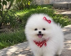 Pomerian Spitz bala